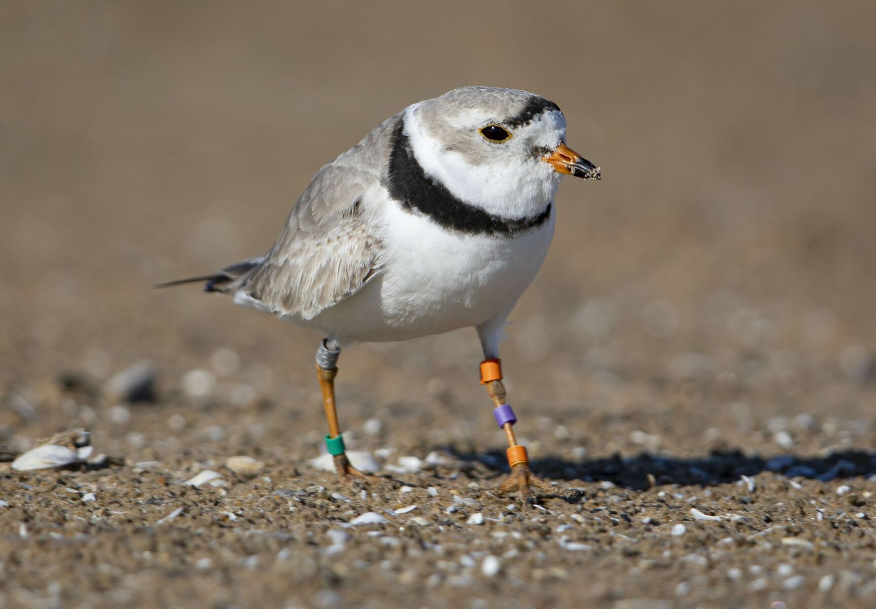 080622-illinois-plovers